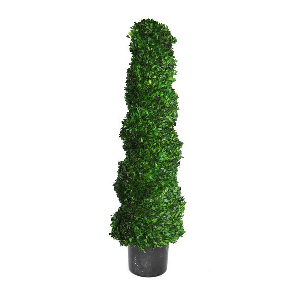 Laura Ashley Preserved Spiral Boxwood Round Topiary In Pot Wayfair Canada